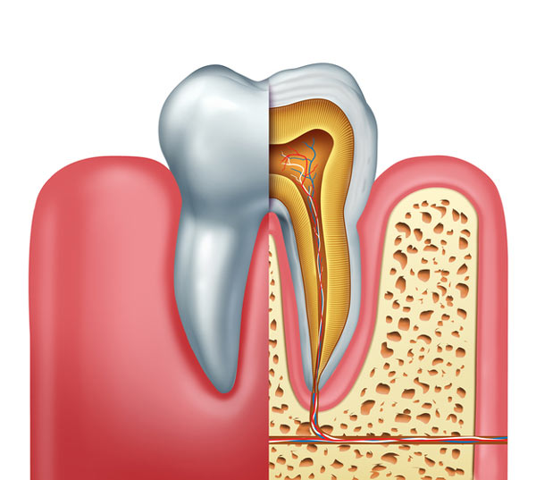 Cross section diagram of a tooth showing the root